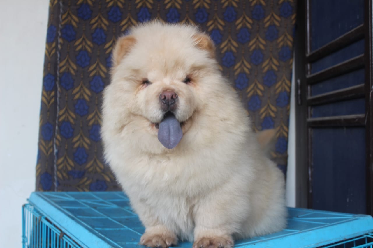 CHOW CHOW